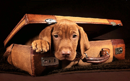 Smutny pies w walizce